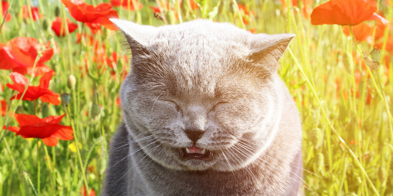 cat allergies, cat food allergy, cat environmental allergy, hair loss in cats, AERC Dermatology, Animal Emergency & Referral Center of Minnesota