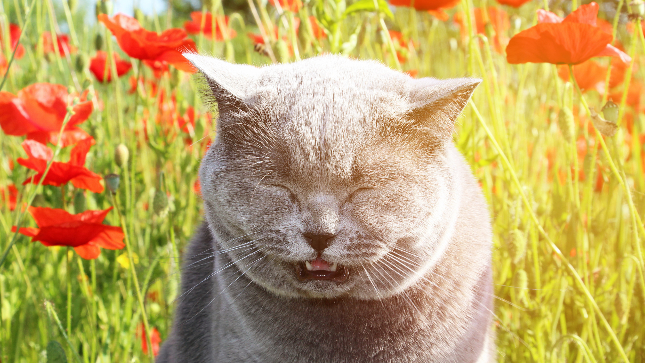 Three Signs Your Cat Might Have Allergies, and What to Do about It!