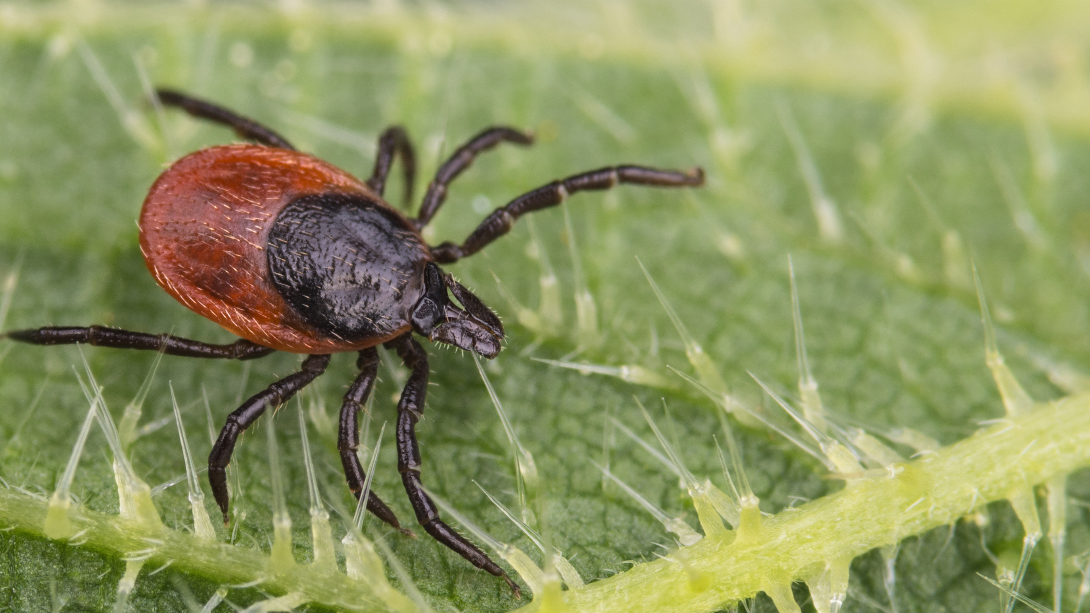 ‘Tis the Season for Tick Prevention
