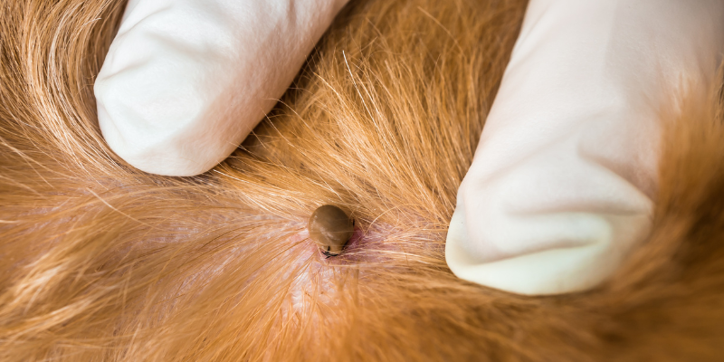 tick preventatives for pets, tick prevention, Lyme Disease, pet health, pet owners, dog health, cat health, Animal Emergency & Referral Center of Minnesota