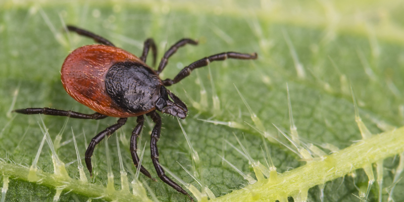 tick preventatives for pets, tick prevention, Lyme Disease, pet health, pet owners, dog health, cat health, Animal Emergency & Referral Center of Minnesota
