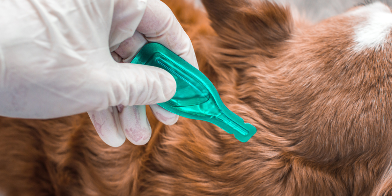 tick preventatives for pets, tick prevention, Lyme Disease, pet health, pet owners, dog health, cat health, Animal Emergency & Referral Center of Minnesota