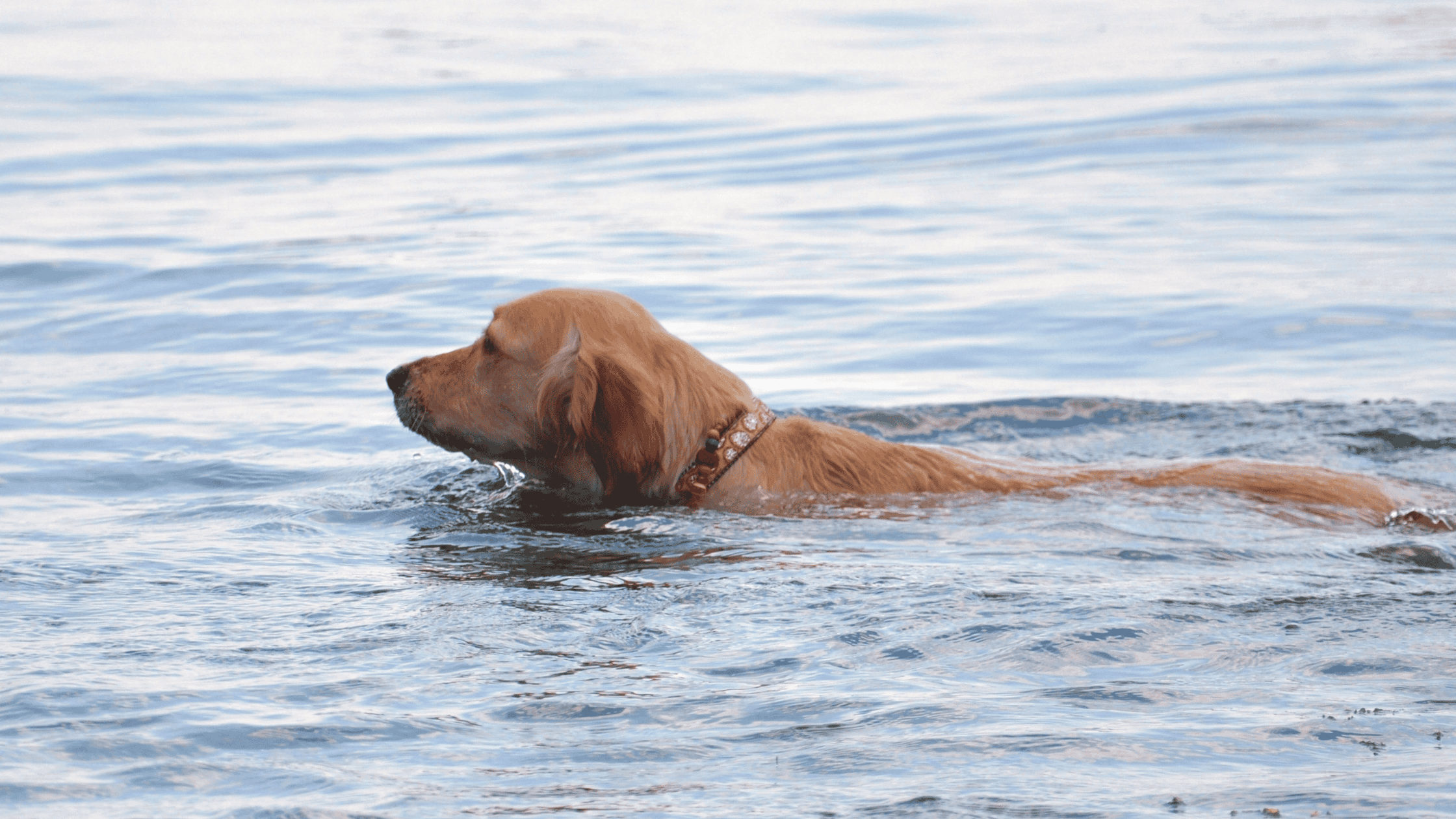 Getting Smart about Teaching Your Dog to Swim
