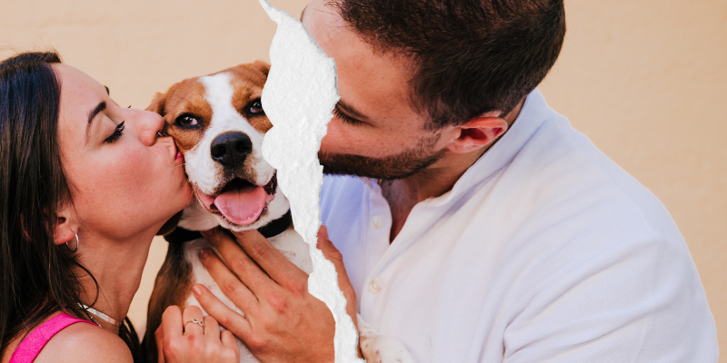 pet custody, pet owners, pet owner tips, emergency vet, pet emergency, Animal Emergency & Referral Center of Minnesota, Twin Cities emergency vet, Minnesota emergency vet, Minnesota animal emergency hospital, Twin Cities animal emergency hospital