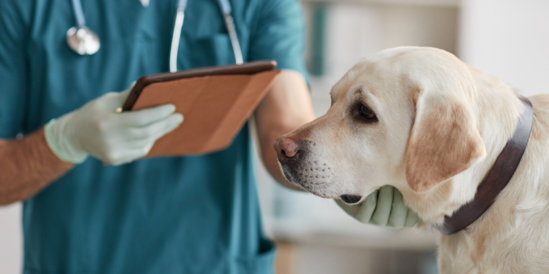 pet custody, pet owners, pet owner tips, emergency vet, pet emergency, Animal Emergency & Referral Center of Minnesota, Twin Cities emergency vet, Minnesota emergency vet, Minnesota animal emergency hospital, Twin Cities animal emergency hospital