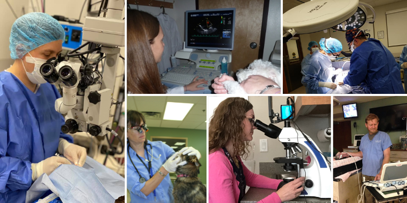 veterinary referral center, board-certified veterinary specialist, what is a veterinary referral center, Animal Emergency & Referral Center of Minnesota, Twin Cities veterinary referral center, Minnesota veterinary referral center, Oakdale veterinary referral center, pet health, veterinary medicine