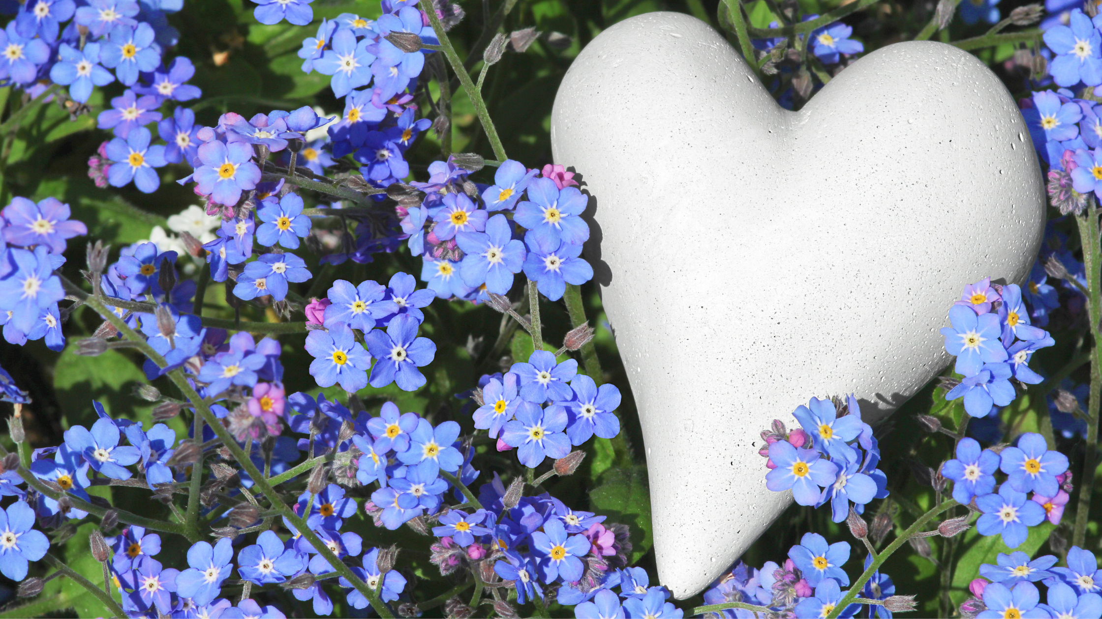 Ways to Memorialize Your Pet