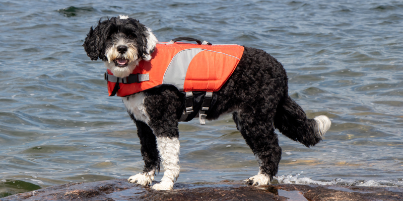 Fourth of July pet safety, Fourth of July pet dangers, pet health, pet hazards, pet safety, pet emergency, emergency vet, Animal Emergency & Referral Center of Minnesota, Minnesota emergency vet, Twin Cities emergency vet