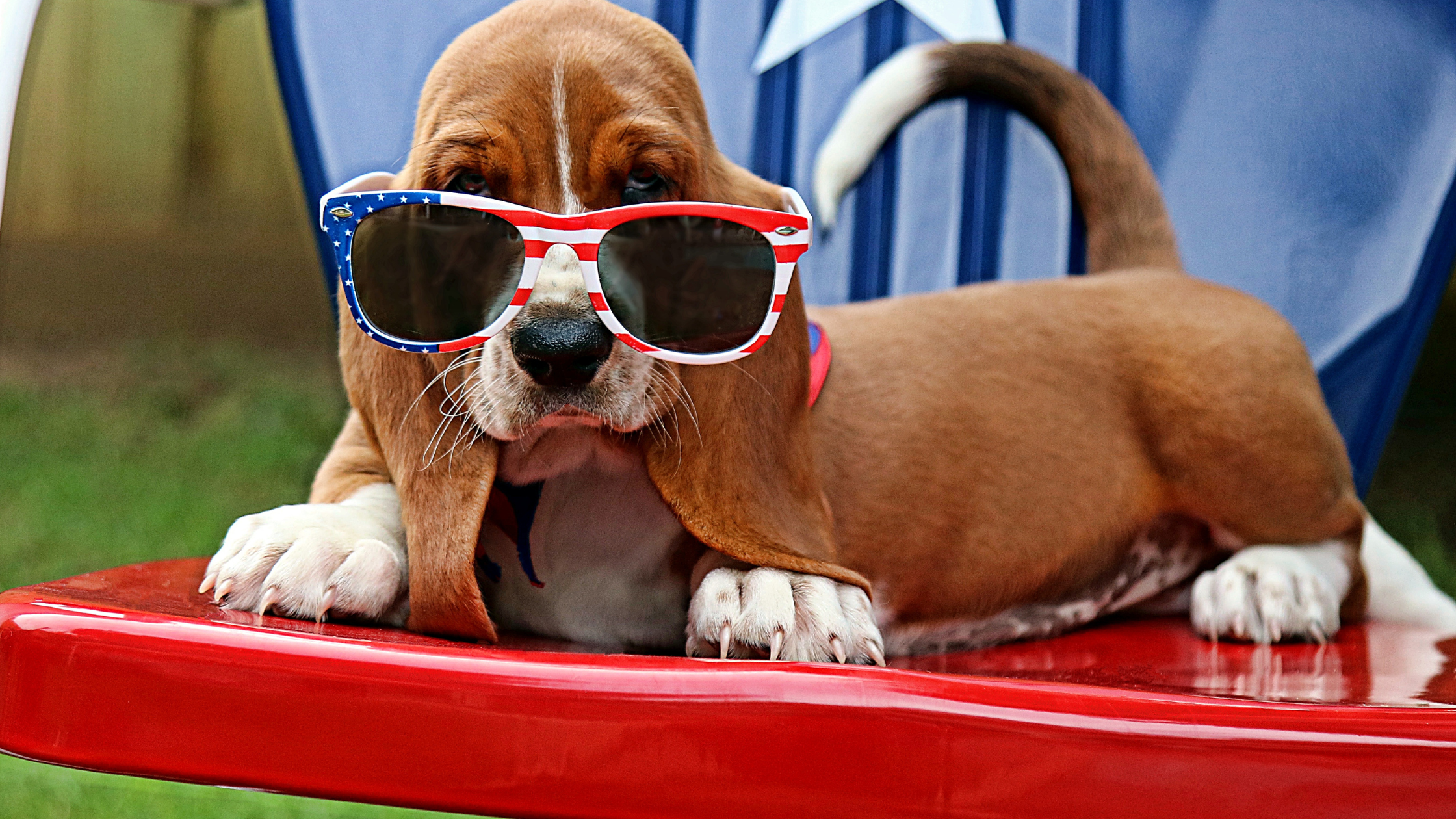 Five Tips to Keep Your Pets Safe on Fourth of July