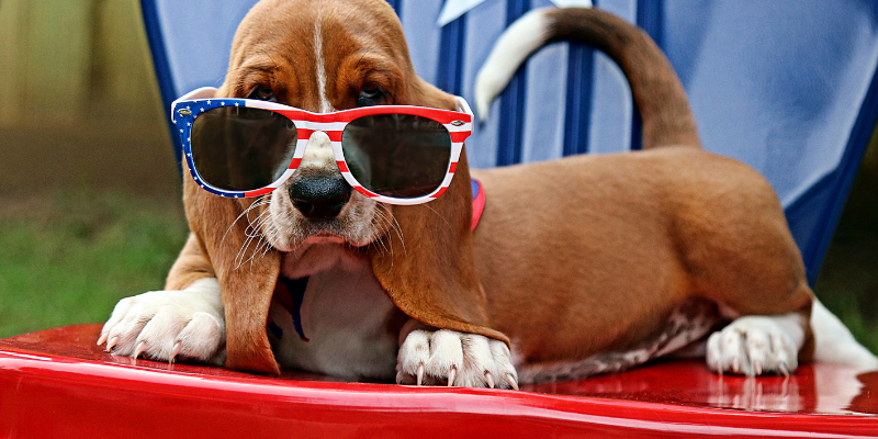 Fourth of July pet safety, Fourth of July pet dangers, pet health, pet hazards, pet safety, pet emergency, emergency vet, Animal Emergency & Referral Center of Minnesota, Minnesota emergency vet, Twin Cities emergency vet