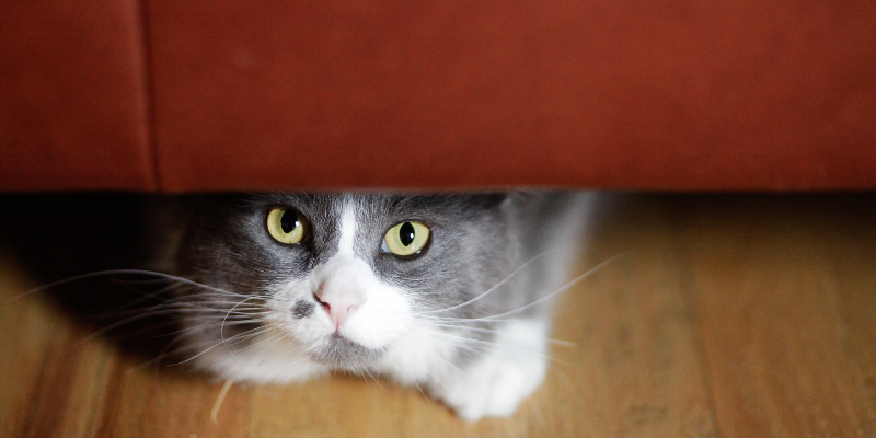 Fourth of July pet safety, Fourth of July pet dangers, pet health, pet hazards, pet safety, pet emergency, emergency vet, Animal Emergency & Referral Center of Minnesota, Minnesota emergency vet, Twin Cities emergency vet