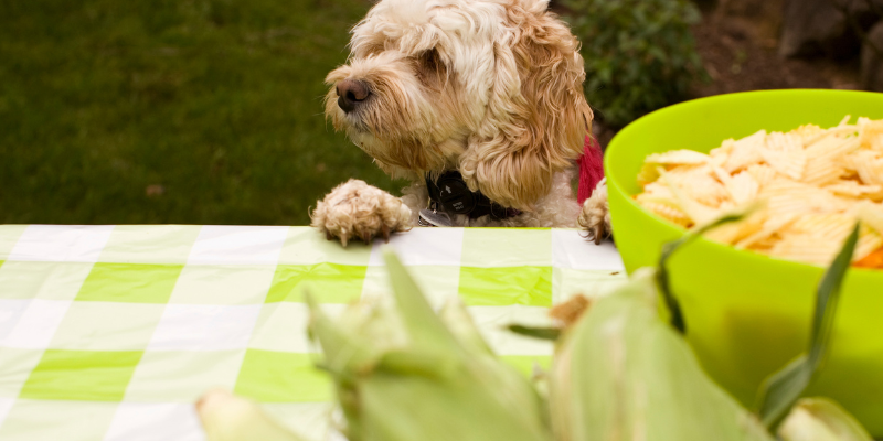 Fourth of July pet safety, Fourth of July pet dangers, pet health, pet hazards, pet safety, pet emergency, emergency vet, Animal Emergency & Referral Center of Minnesota, Minnesota emergency vet, Twin Cities emergency vet