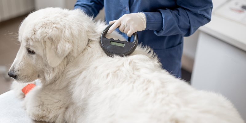 Fourth of July pet safety, Fourth of July pet dangers, pet health, pet hazards, pet safety, pet emergency, emergency vet, Animal Emergency & Referral Center of Minnesota, Minnesota emergency vet, Twin Cities emergency vet