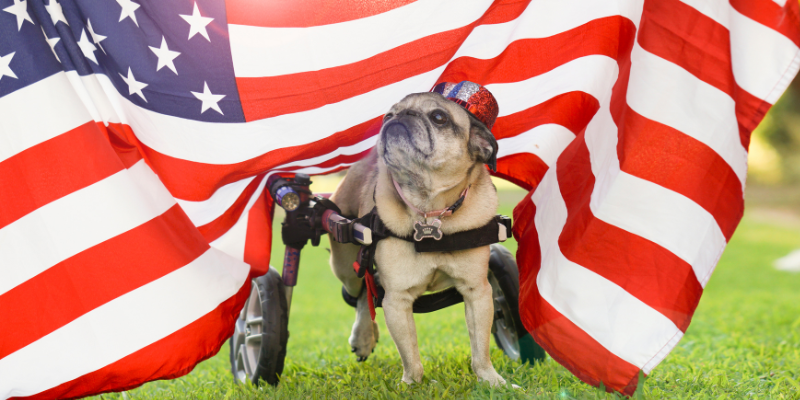 Fourth of July pet safety, Fourth of July pet dangers, pet health, pet hazards, pet safety, pet emergency, emergency vet, Animal Emergency & Referral Center of Minnesota, Minnesota emergency vet, Twin Cities emergency vet
