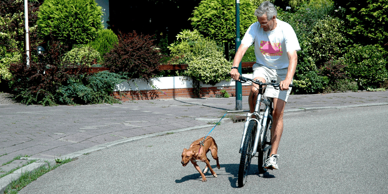 heat dangers, summer heat dangers pets, pet heat risks, no pets in hot cars, no overexercising pets, pet dangers, summer pet dangers, summer pet hazards, pet health, pet safety, Animal Emergency & Referral Center of Minnesota, Twin Cities emergency vet, Saint Paul emergency vet, Minnesota emergency vet, pet emergency