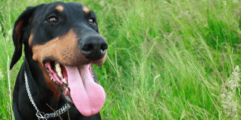 heat dangers, summer heat dangers pets, pet heat risks, no pets in hot cars, no overexercising pets, pet dangers, summer pet dangers, summer pet hazards, pet health, pet safety, Animal Emergency & Referral Center of Minnesota, Twin Cities emergency vet, Saint Paul emergency vet, Minnesota emergency vet, pet emergency