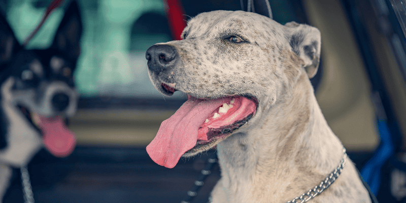 heat dangers, summer heat dangers pets, pet heat risks, no pets in hot cars, no overexercising pets, pet dangers, summer pet dangers, summer pet hazards, pet health, pet safety, Animal Emergency & Referral Center of Minnesota, Twin Cities emergency vet, Saint Paul emergency vet, Minnesota emergency vet, pet emergency