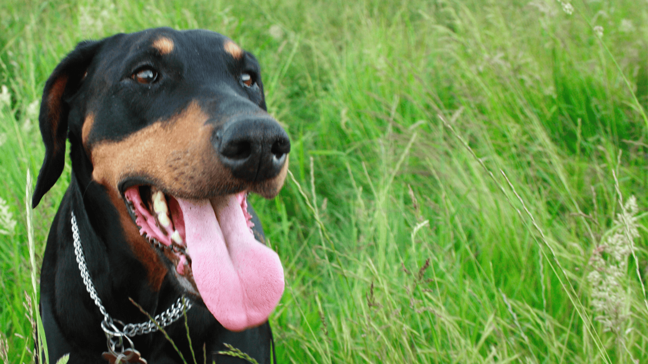 Heat Kills: Keep Your Pets Safe This Summer