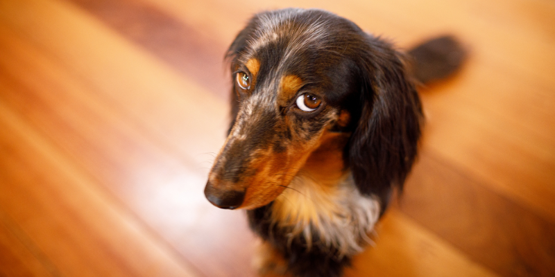 unusual foreign bodies, pet foreign bodies, pet surgery, Animal Emergency & Referral Center of Minnesota, pet emergency, Twin Cities emergency vet, Minnesota emergency vet