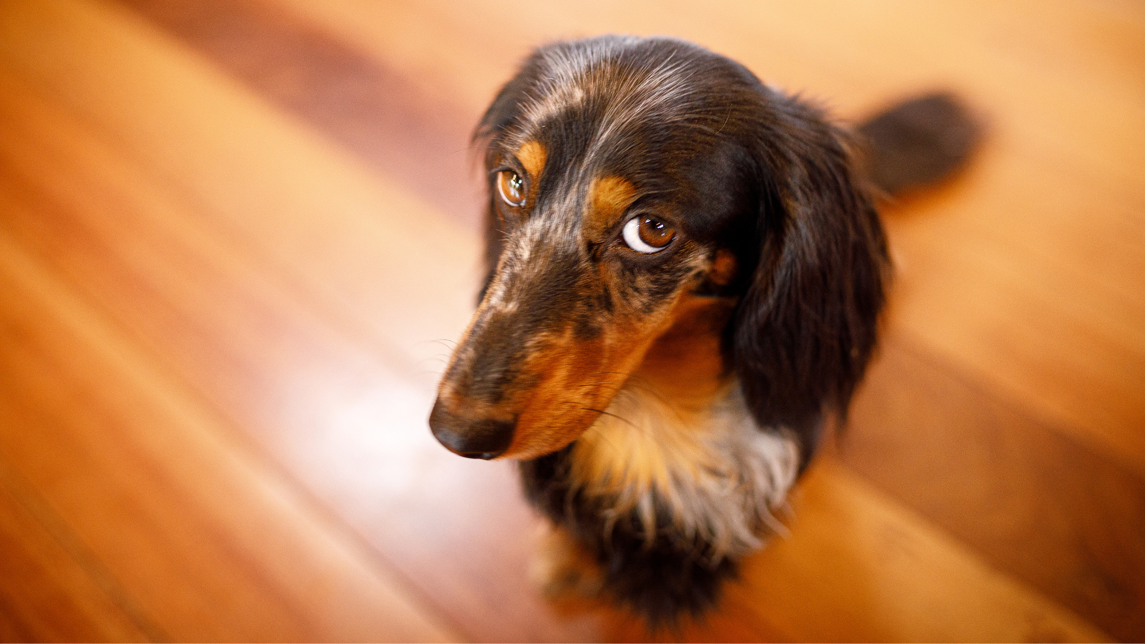 Unusual GI Foreign Bodies (Or Things That Pets Eat That Amaze Me)