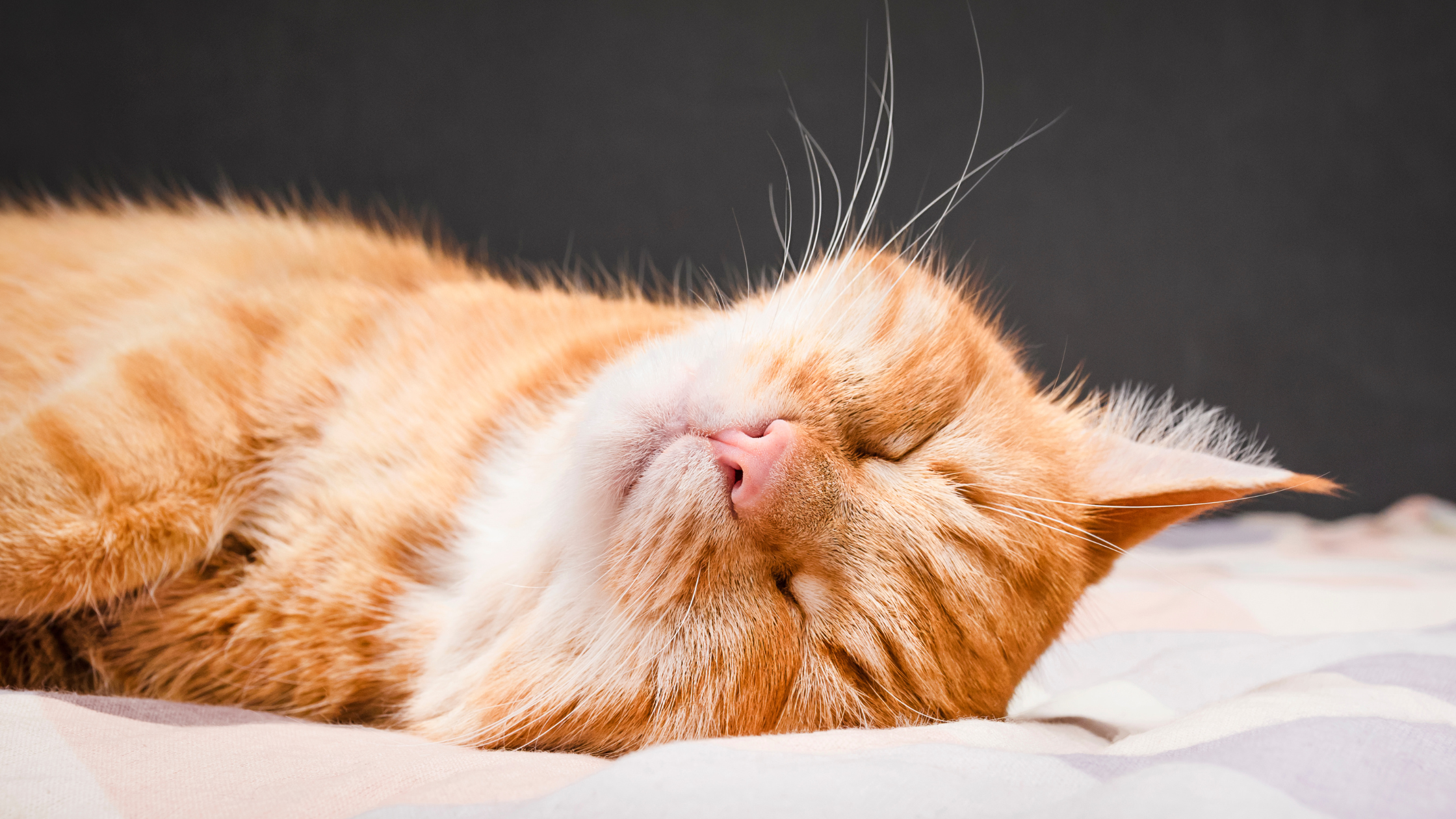 How to Have a Happy, Healthy Cat