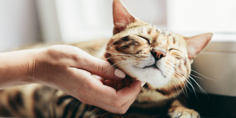 cat health, happy cats, tips to happy healthy cat, cat veterinary, Animal Emergency & Referral Center of Minnesota