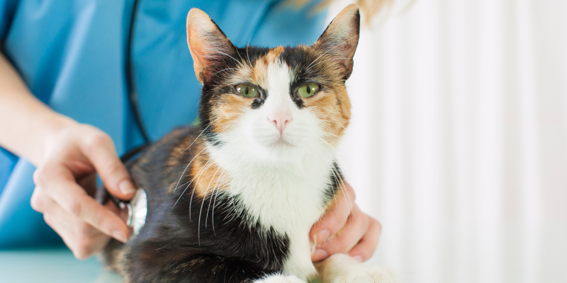 tips to take cat to vet, fear-free vet visit, cat tips, cat health, cats, cat owners, desensitizing cat to carrier, Animal Emergency & Referral Center of Minnesota