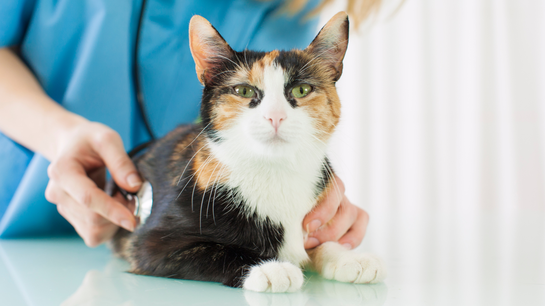 Tips for Taking Your Cat to the Vet