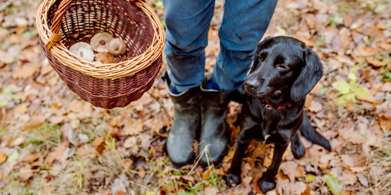 dog, mushrooms, fall leaves, fall toxins, fall pet toxins, autumn pet toxins, autumn pet safety, autumn pet hazards, pet health, pet safety, emergency vet, Minnesota emergency vet, Twin Cities emergency vet, Animal Emergency & Referral Center of Minnesota