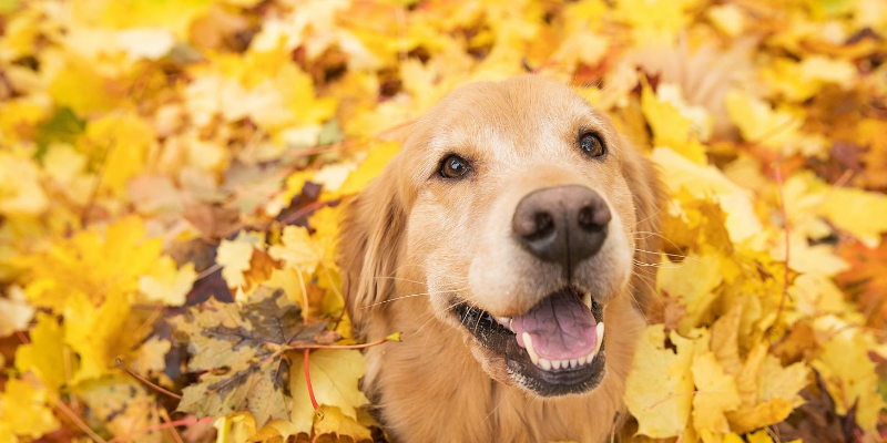 dog, leaf pile, gold leaves, fall toxins, fall pet toxins, autumn pet toxins, autumn pet safety, autumn pet hazards, pet health, pet safety, emergency vet, Minnesota emergency vet, Twin Cities emergency vet, Animal Emergency & Referral Center of Minnesota