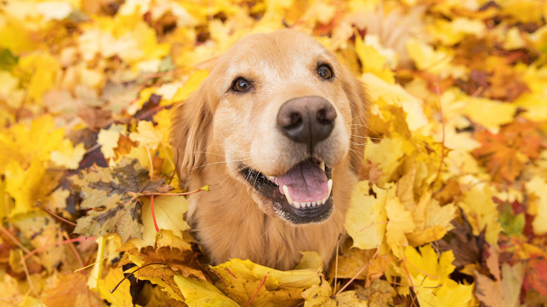 4 Pet Toxins to Watch Out For This Fall
