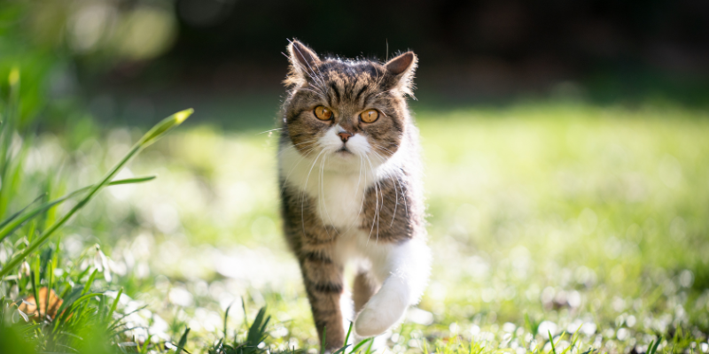 indoor cats, outdoor cats, cat health, cat safety, Animal Emergency & Referral Center of Minnesota