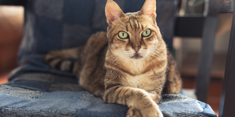 indoor cats, outdoor cats, cat health, cat safety, Animal Emergency & Referral Center of Minnesota