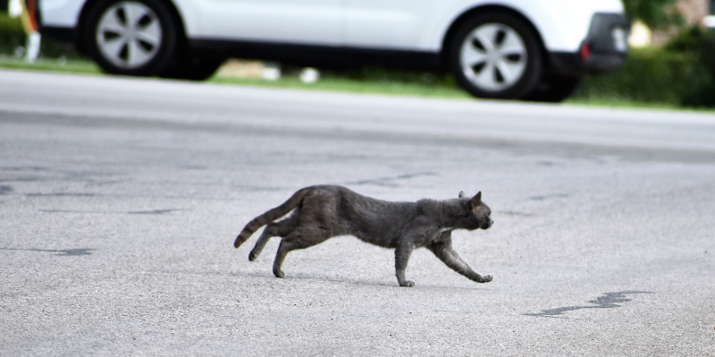 indoor cats, outdoor cats, cat health, cat safety, Animal Emergency & Referral Center of Minnesota