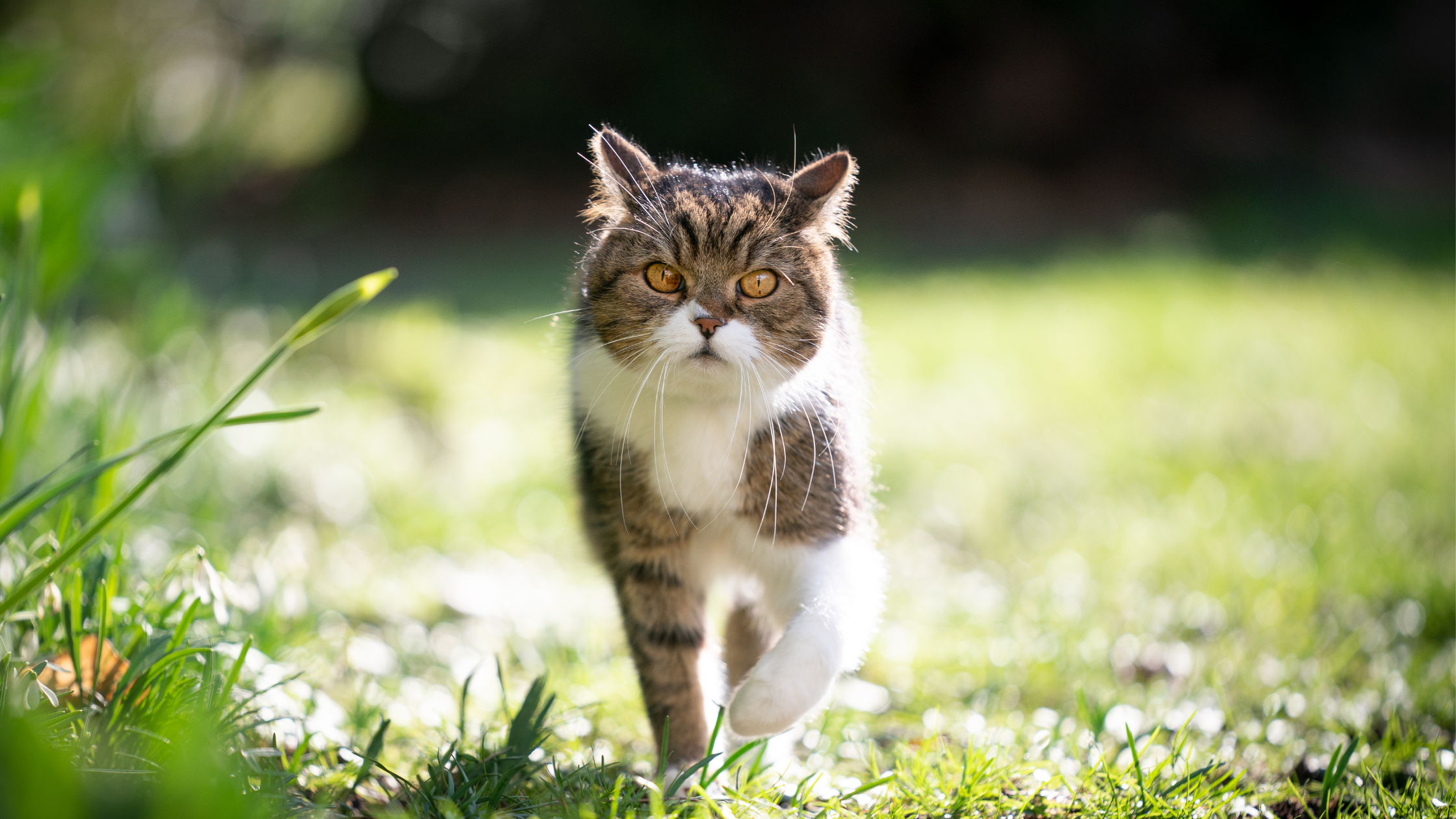 Indoor Cats vs. Outdoor Cats