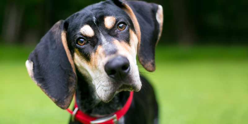 Dr. Google, veterinary advice, medical questions, ask your vet, Animal Emergency & Referral Center of Minnesota, pet emergency, veterinary emergency