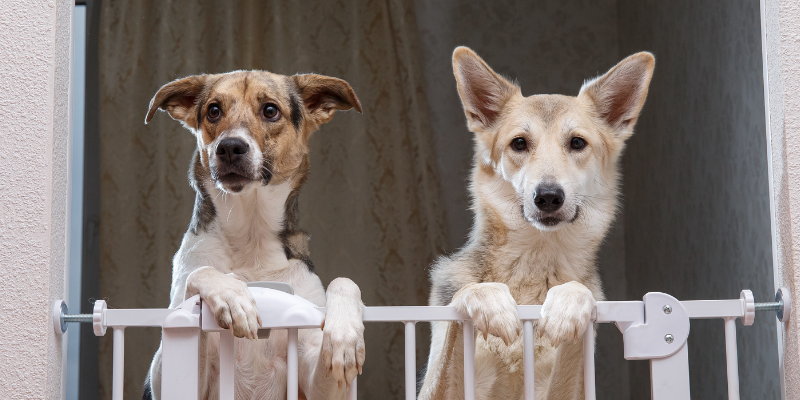 dogs, gate, Thanksgiving, Thanksgiving pet dangers, Thanksgiving pet hazards, Thanksgiving pet tips, pet owners, pet emergency, pets, veterinary, emergency vet, Twin Cities emergency vet, Minnesota, Animal Emergency & Referral Center of Minnesota, Twin Cities vet