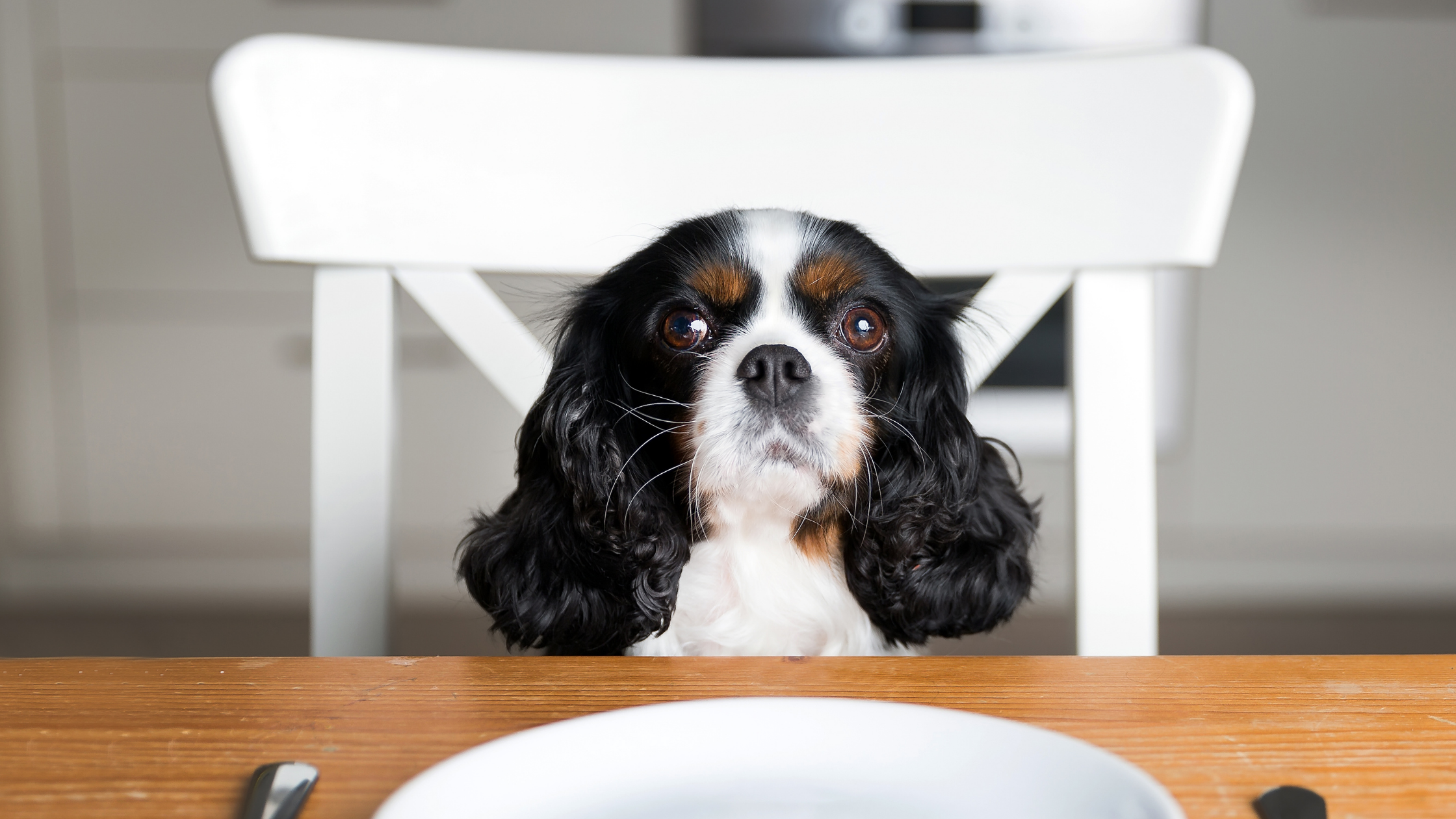 3 Tips For Keeping Your Pet Safe This Thanksgiving