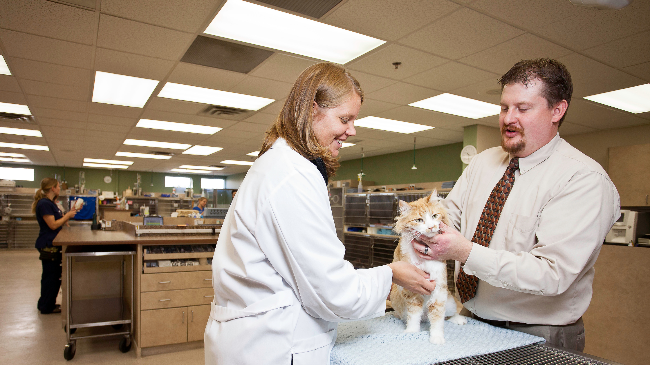 What is a Board-Certified Veterinary Specialist?