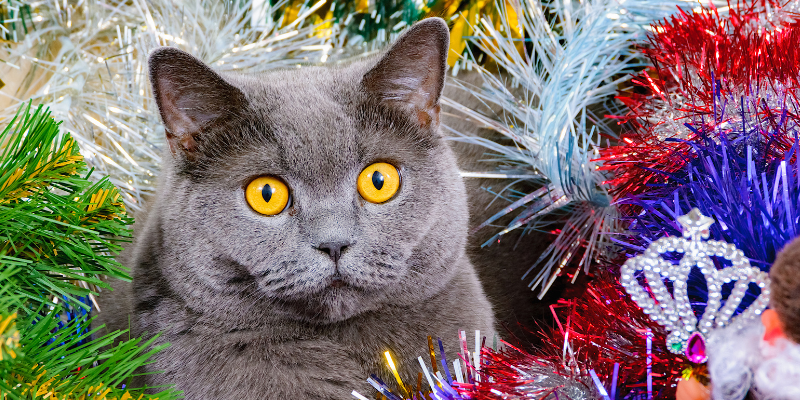 cat, tinsel, holiday pet dangers, Christmas pet dangers, holiday pet toxins, Christmas pet toxins, pet emergency, pet health, pet safety, Animal Emergency & Referral Center of Minnesota, Twin Cities emergency vet, Minnesota emergency vet