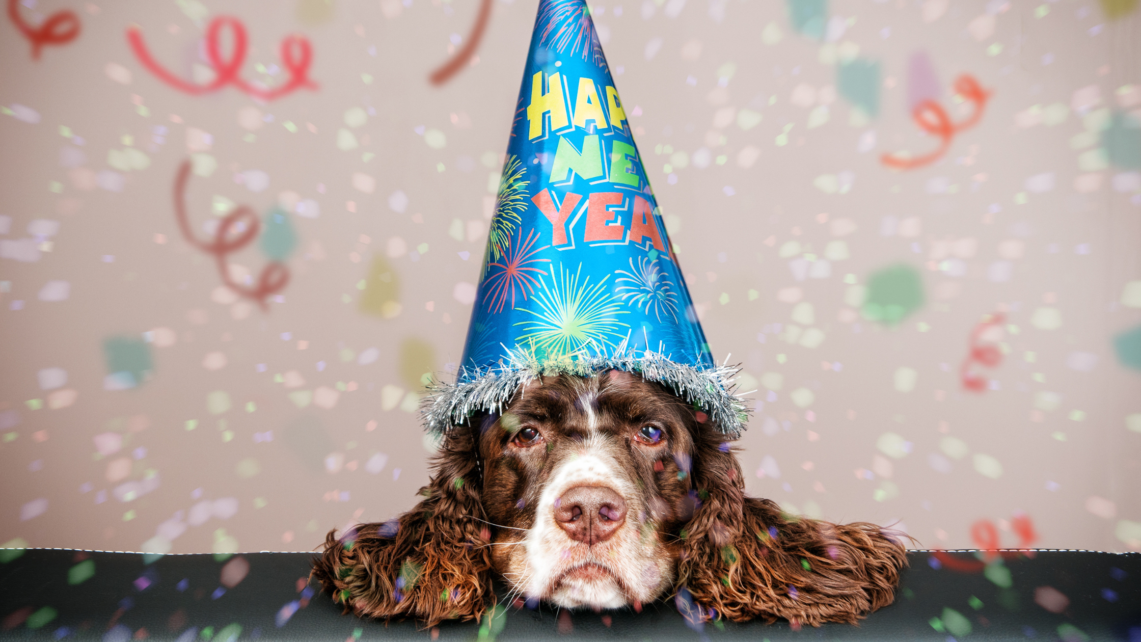 New Year’s Resolutions for Pets