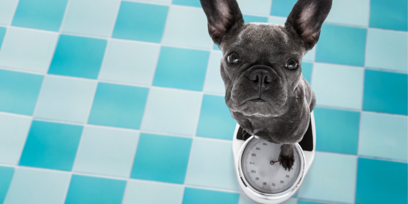 New Year's resolutions, pet resolutions, funny pet resolutions, pet owners, pet parents, veterinary, Animal Emergency & Referral Center of Minnesota 