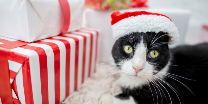 holiday gift guide for cats, cat gifts, cat holiday gifts, Christmas gifts for cats, Animal Emergency & Referral Center of Minnesota