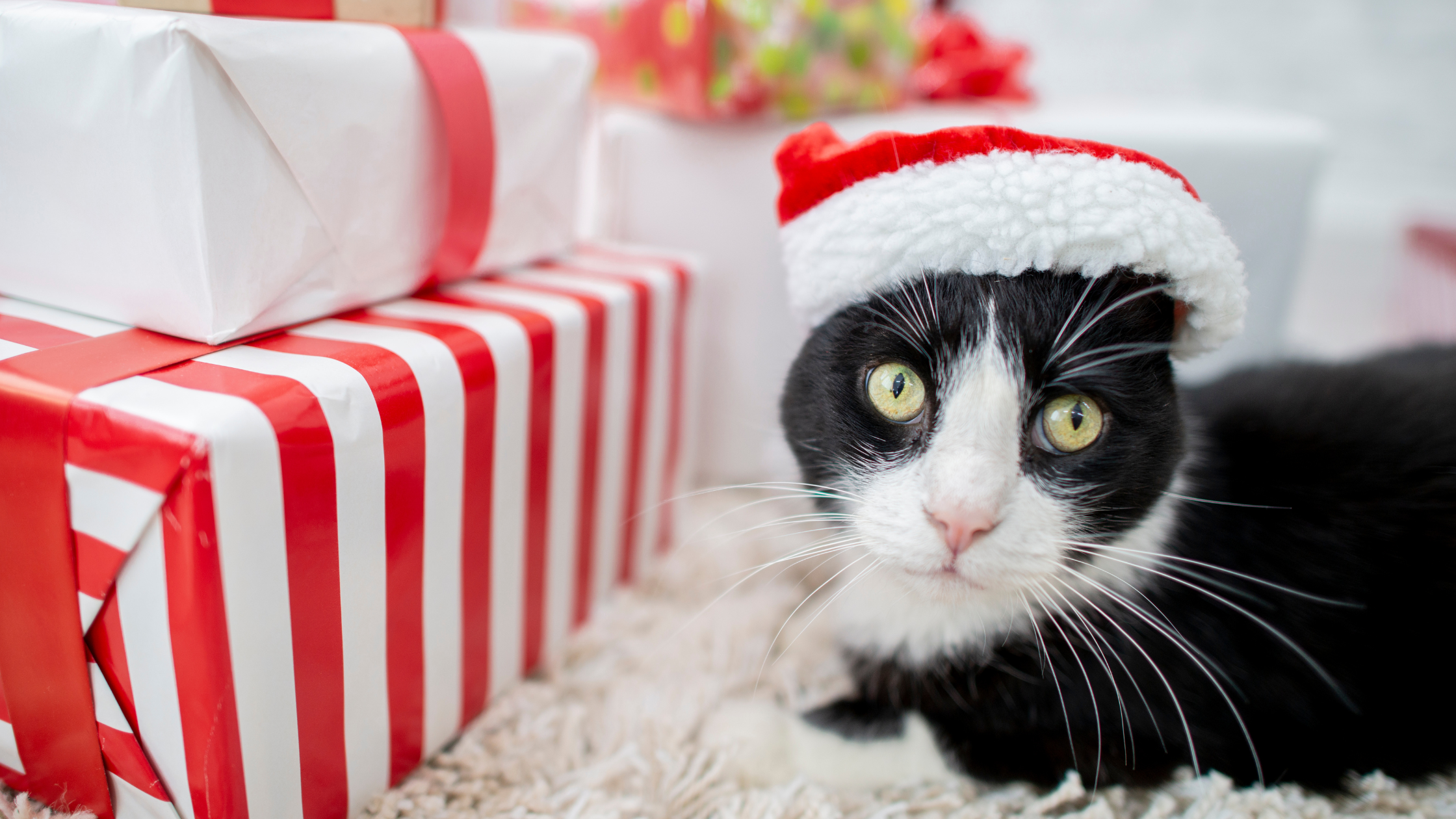 Top 10 Cat Toys to Get for the Holidays