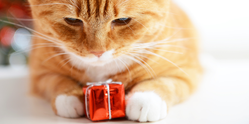 holiday gift guide for cats, cat gifts, cat holiday gifts, Christmas gifts for cats, Animal Emergency & Referral Center of Minnesota