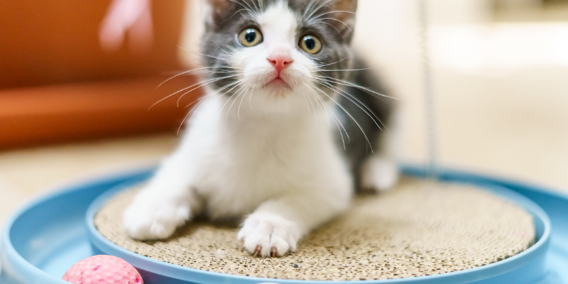 holiday gift guide for cats, cat gifts, cat holiday gifts, Christmas gifts for cats, Animal Emergency & Referral Center of Minnesota