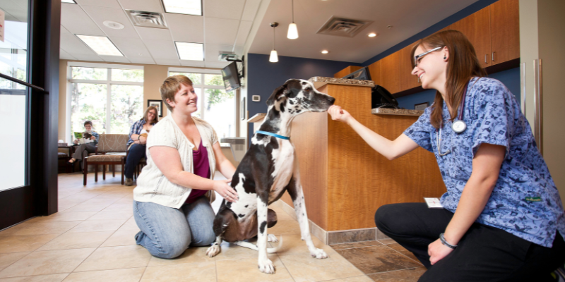 veterinarians, veterinarians are human, veterinary love, veterinary professionals, veterinary industry, not one more vet, veterinary care, Animal Emergency & Referral Center of Minnesota