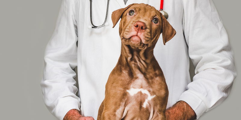 veterinary, veterinary medicine, veterinarian, pet health, pet care, pet owners, Supreme Court, veterinary medicine laws, Animal Emergency & Referral Center of Minnesota