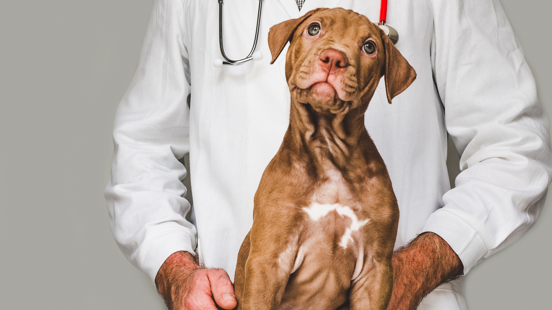 Why Should I Take My Pet to the Vet?