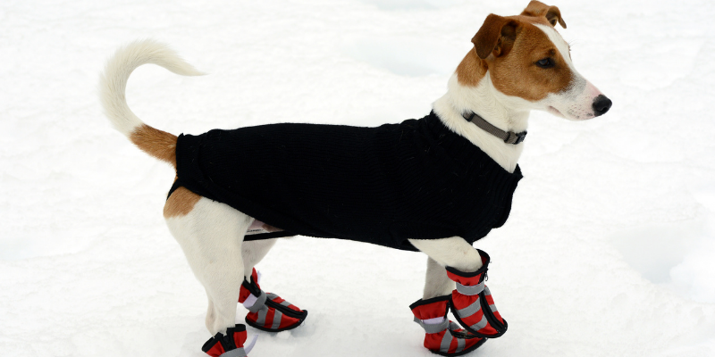 dog, coat, booties, winter weather, pets, pet safety, cold weather pet safety, Minnesota winter pet safety, winter pet tips, winter pet safety, emergency veterinarian, board-certified veterinary criticalist, Animal Emergency & Referral Center of Minnesota